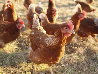 Chickens